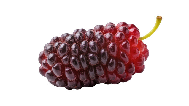 Dark purple and red mulberry fruit with green stem, isolated on transparent background