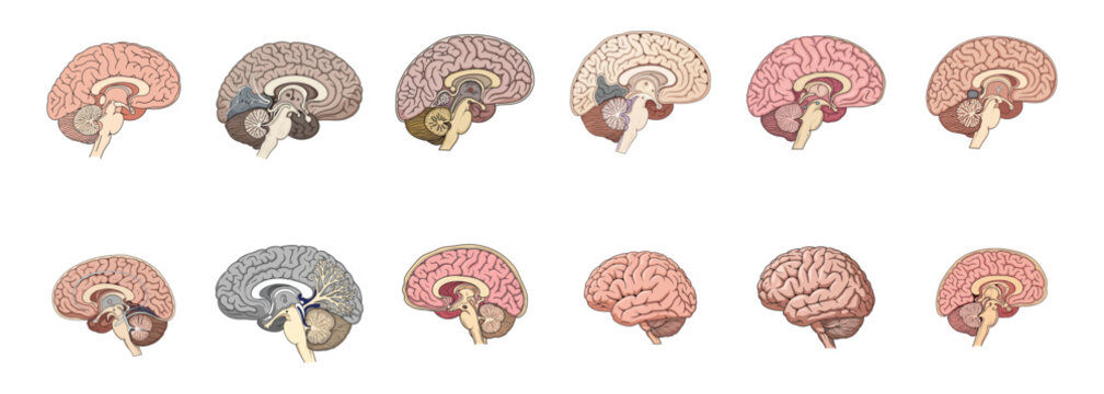 Collection of Human Brain Slices in Sagittal View.