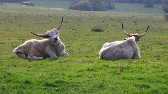 Hungarian Grey Cattle (Bos primigenius taurus) as one cow slowly lowers itself to the ground beside another already resting on the meadow, capturing a calm moment of natural pasture behavior