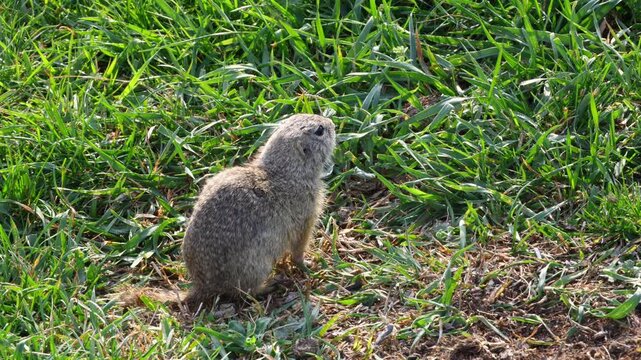 european ground squirrel (Spermophilus citellus) collecting food on open meadow and eating it on the spot in a clear wildlife scene with natural grassland conditions