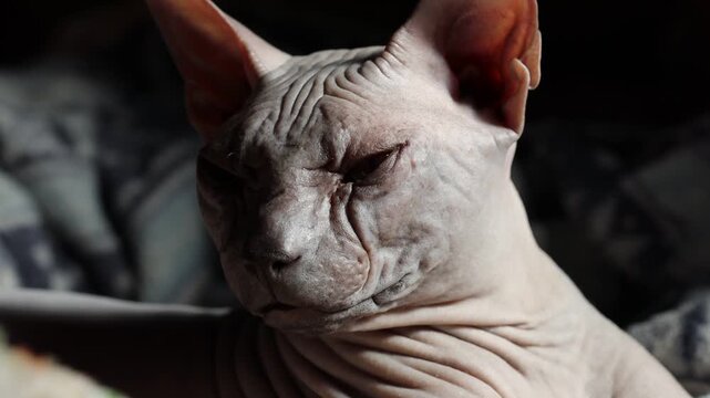 A close-up shot of a hairless cat lying on a bed, with a calm and relaxed expression