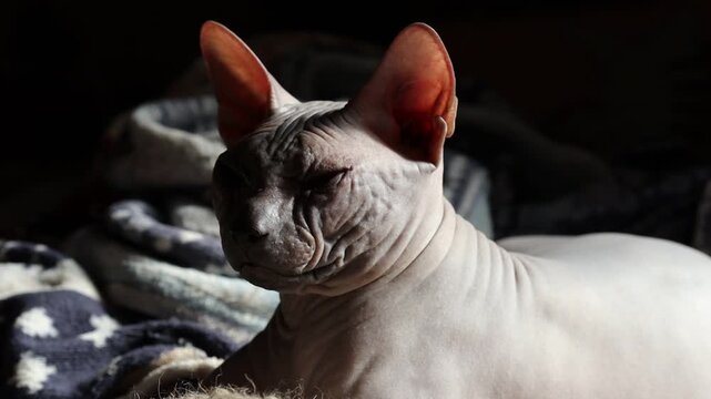 Close-up of a hairless cat lounging on a stack of soft blankets
