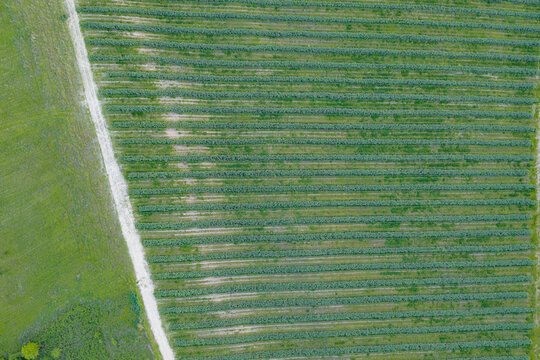 Aerial view of geometric agricultural fields and lush green vineyards with a narrow dirt path in Castelfranco Piandisco, Tuscany, Italy.