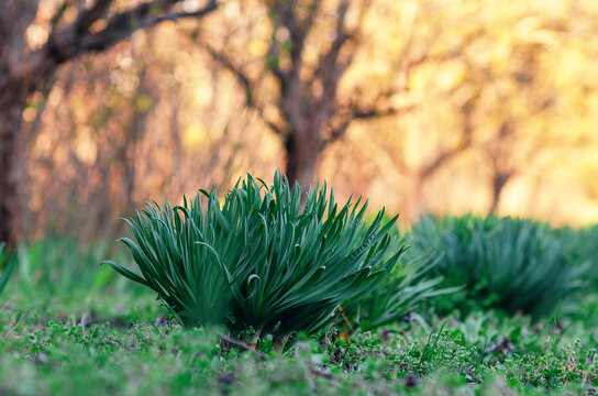 Green leaves of daffodils in early spring. Green bush of unbloomed flowers against blurred nature.