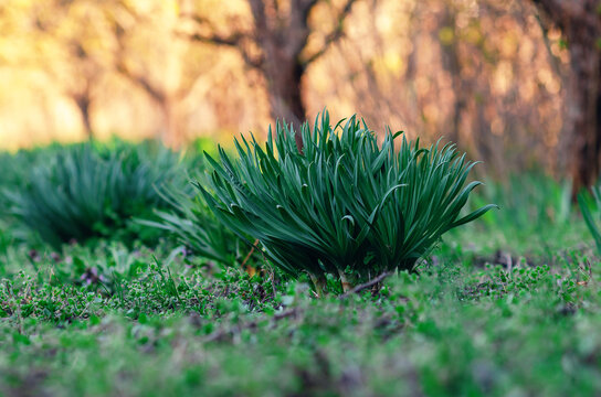 Green leaves of daffodils in early spring. Green bush of unbloomed flowers against blurred nature.