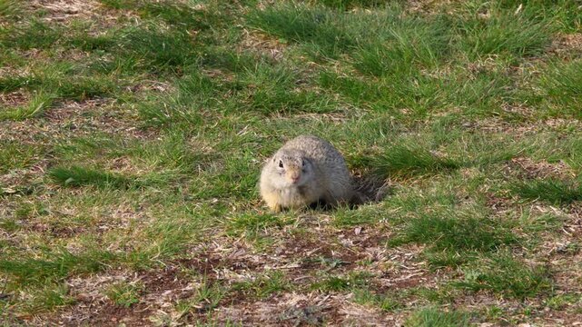 wild european ground squirrel emerging from its burrow on a grassy patch while soft daylight and mixed vegetation create a calm natural scene shaped by alert posture and open meadow habitat