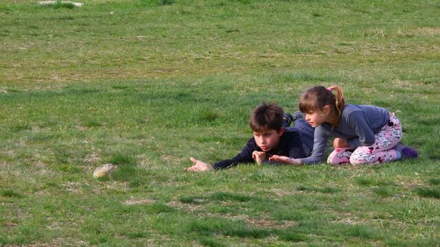 Children on a meadow gently encouraging a European ground squirrel (Spermophilus citellus) to come closer as it circles around them, capturing a playful moment of childhood and wild nature