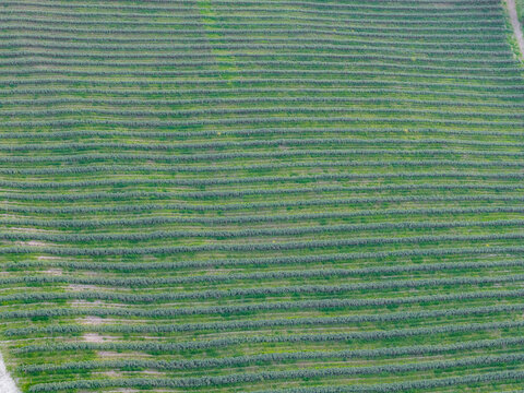 Aerial view of the geometric patterns of a lush green vineyard with neatly arranged rows in the countryside Castelfranco Piandisco, Tuscany, Italy.
