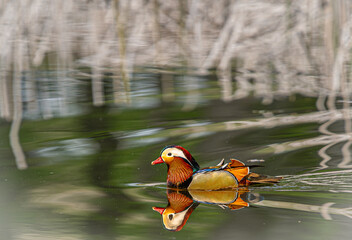 Aix galericulata  © Andrzej