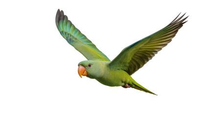 Green parrot with orange beak flying with wings spread, isolated on transparent background © Alexander