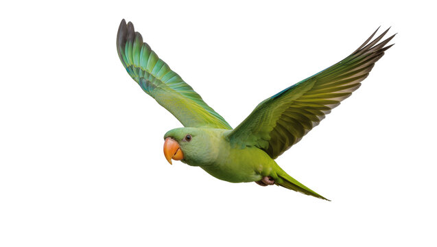 Green parrot with orange beak flying with wings spread, isolated on transparent background