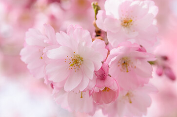 Fototapeta premium Beautiful pink cherry blossoms in soft focus