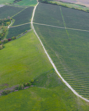 Aerial view of Le Balze del Valdarno featuring rolling green hills, cultivated vineyards in neat rows, and a winding dirt road in Castelfranco Piandisco, Tuscany, Italy.