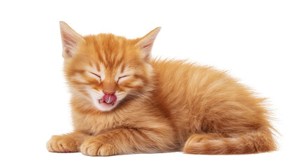 Fluffy orange tabby kitten with eyes closed licking its nose, isolated on transparent background © Alexander