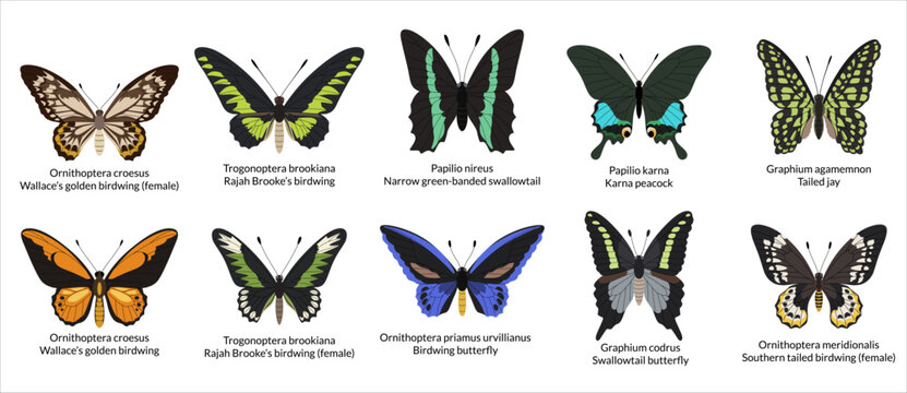 Encyclopedic set of vibrant tropical butterflies from jungles and forests. Collection of birdwings and swallowtails with Latin names. White background.