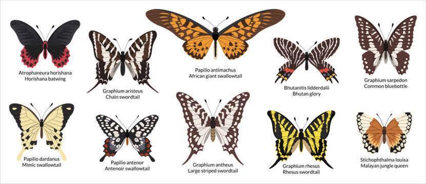 Set of vibrant tropical butterflies from jungles and forests. An encyclopedic collection of butterflies, swordtails, and swallowtails with Latin names. White background.