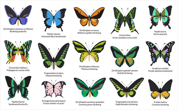 Set of exotic tropical butterflies with Latin names. Encyclopedic collection of vibrant jungle and forest butterflies, birdwings, and swallowtails. White background.