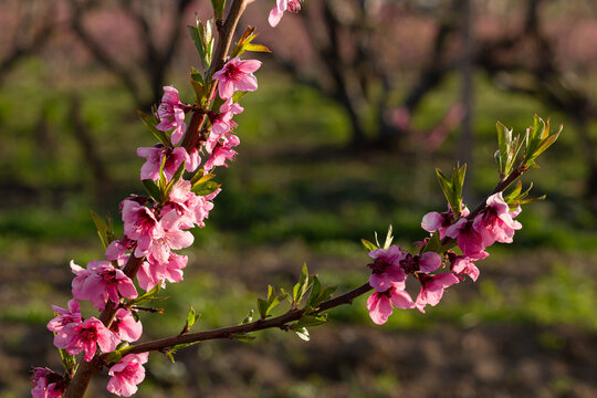 Pink peach blossom branch in the peach orchard