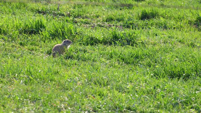 wild european ground squirrel sitting upright in dense green grass and staring steadily in one direction under bright daylight