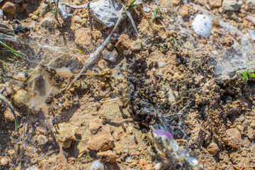 Macro shot of a swarm of webworm caterpillars crawling near their silk nest on rural dirt and soil. © imran.ac1