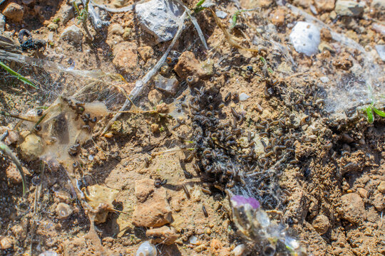 Macro shot of a swarm of webworm caterpillars crawling near their silk nest on rural dirt and soil.