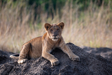 Cute Lion Cub Resting on a Dirt Mound Looking at Camera © Janica