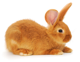 Obraz premium Red rabbit isolated on white background