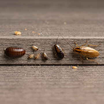 Life cycle stages of a cockroach from egg ootheca to nymph and adult on wood surface with pest control household pest brown surface stages of growth cockroach development entomology domestic