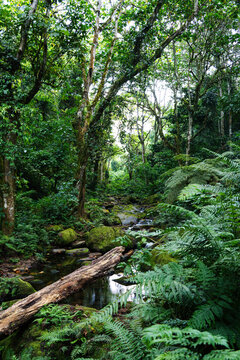 Deep jungle interior with ferns and mountain stream