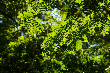 Fototapeta premium Green tree leaves backlit by sunlight.