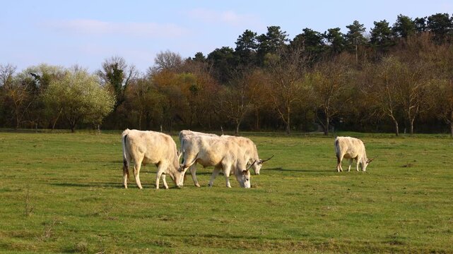 Hungarian Grey Cattle (Bos primigenius taurus) herd grazing peacefully on a green meadow, highlighting slow movement, calm pasture behavior and the natural rhythm of eco‑friendly farming