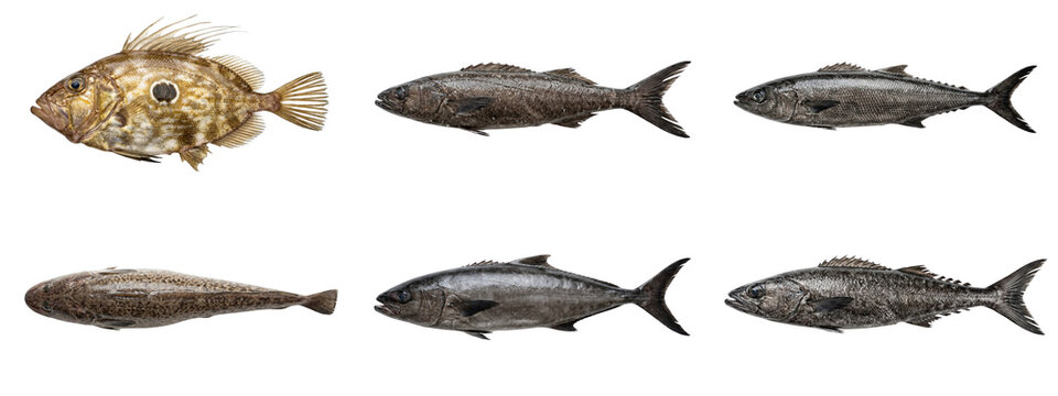 John dory and black sea bass realistic fish models for composite digital underwater art.