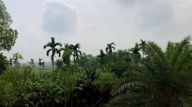 Tropical Garden View with Areca Palm Trees and Dense Green Foliage Under Soft Sky