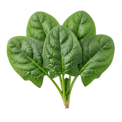Obraz premium Fresh green spinach leaves with vibrant texture isolated on transparent background