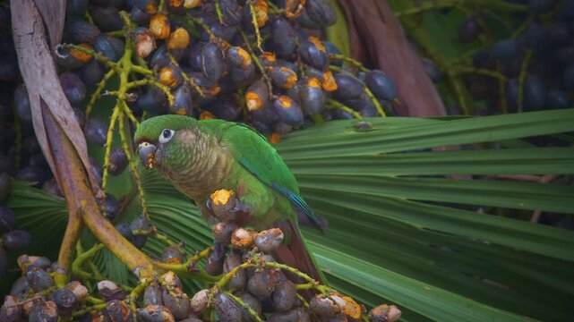Maroon-bellied parakeet on a a&ccedil;a&iacute; palm eating fruits