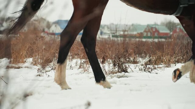 Extreme closeup horse hooves pacing on snow, detailed focus on hoof contact and stride, textured snowflakes and subtle impact sounds, clinical training atmosphere for gait analysis and precision study