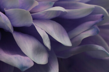 Naklejka premium Smoke Close-up selective soft focus cream lilac, violet chrysanthemums Flower bud, Petals. Natural art blur macro background.