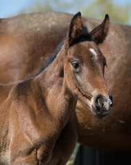 Portret młodej klaczy na brązowym tle © kubikactive