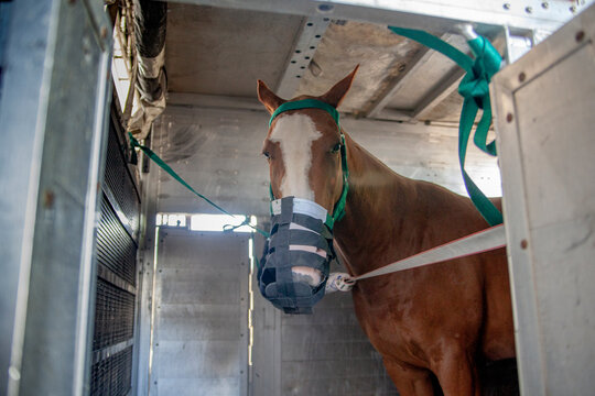 Caballo con bozal de seguridad dentro de tr&aacute;iler de transporte