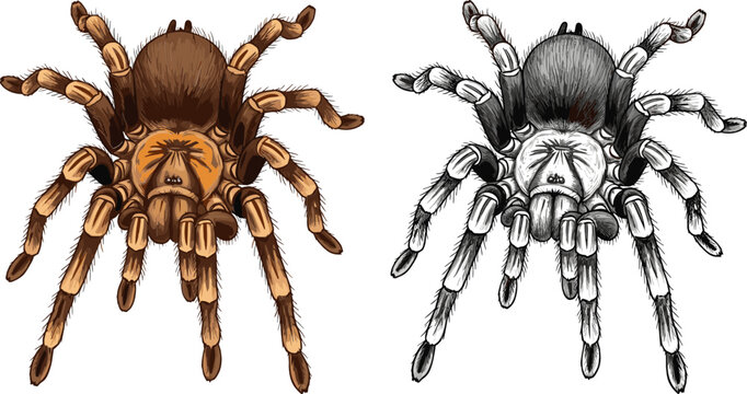 Realistic Tarantula Spider Set with Detailed Hairy Body Legs and Creepy Crawling Arachnid Illustration Isolated on White Background Vector Collection