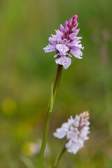 Fototapeta premium Close up of a heath spotted orchid (dactylorhiza maculata) flower in bloom