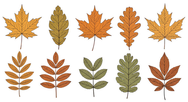 Set of hand drawn autumn leaves isolated on white background