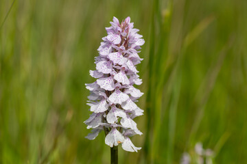 Close up of a heath spotted orchid (dactylorhiza maculata) flower in bloom © tom