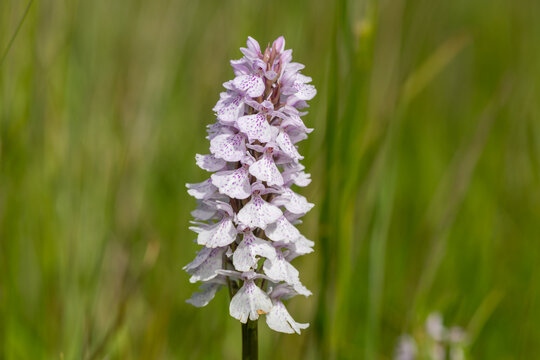 Close up of a heath spotted orchid (dactylorhiza maculata) flower in bloom