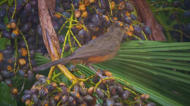 Rufous-bellied Thrush (Turdus rufiventris) Close-Up Eating Acai Palm Fruits in Tropical Rainforest, Argentina