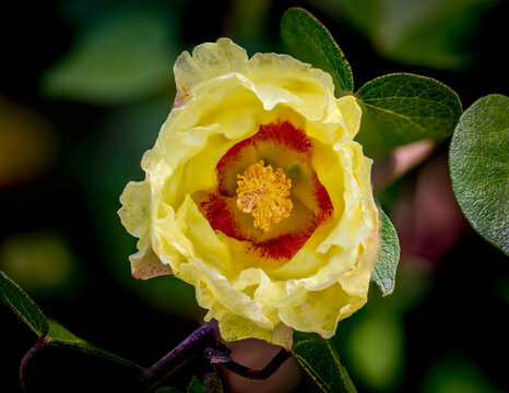 A bright yellow and red flower blooms in a garden near Phoenix Arizona