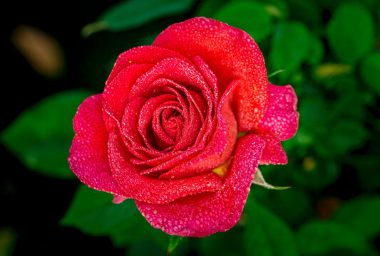 Bright red roses bloom in an early morning garden near Phoenix Arizona