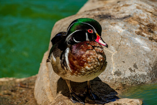 A male wood duck eyes the photographer at a wildlife sanctuary near Phoenix Arizona