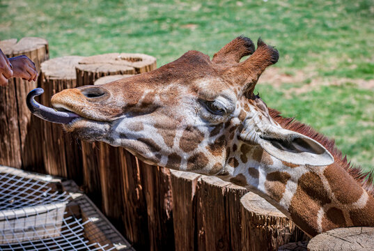 A reticulated giraffe strains for food at a wildlife sanctuary near Phoenix Arizona