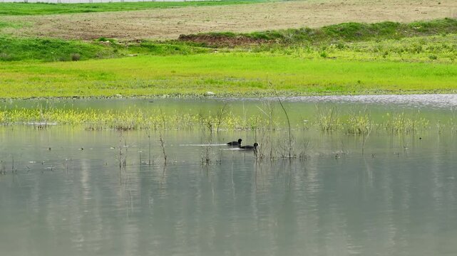 Two coots (Fulica atra) gliding across the calm surface of a lake. An aesthetically pleasing landscape shot capturing the tranquility of nature amidst green shores and aquatic plants.